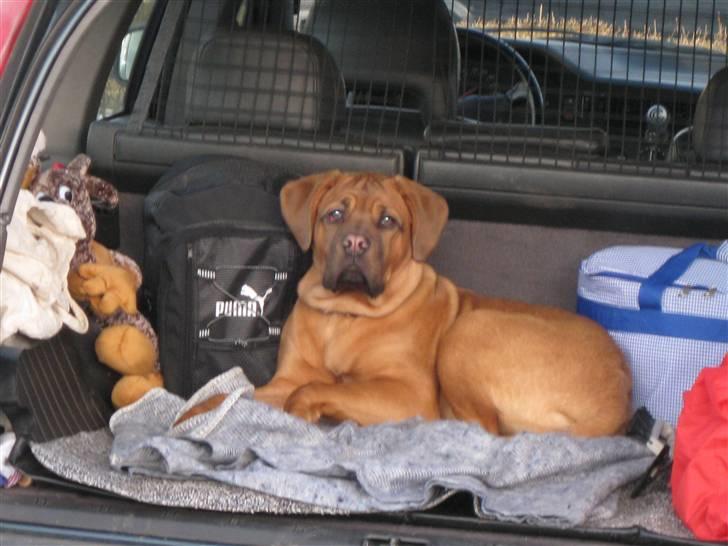 Dogue de bordeaux Kenzo billede 13