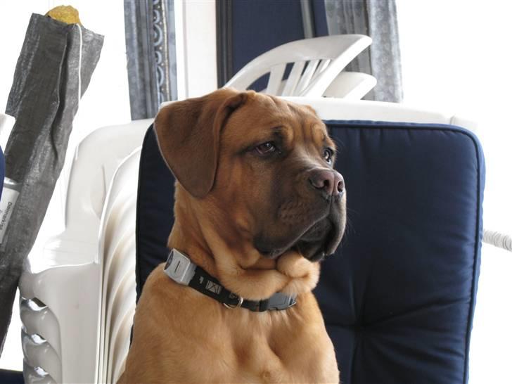 Dogue de bordeaux Kenzo billede 14
