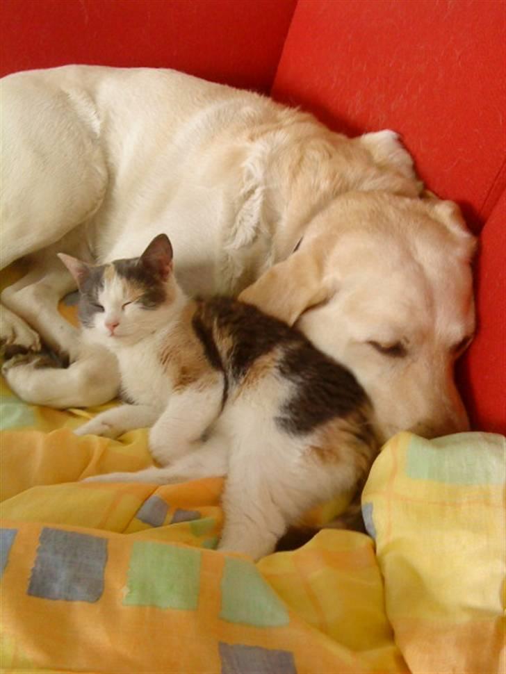 Labrador retriever Lucka - Lucka og vores lille misser ligger og hygger .. billede 9