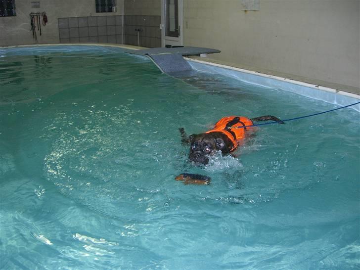 Boxer *Mila* (4/11-07-11/5-09) billede 4