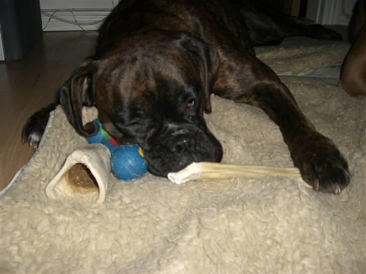 Boxer *Mila* (4/11-07-11/5-09) billede 5