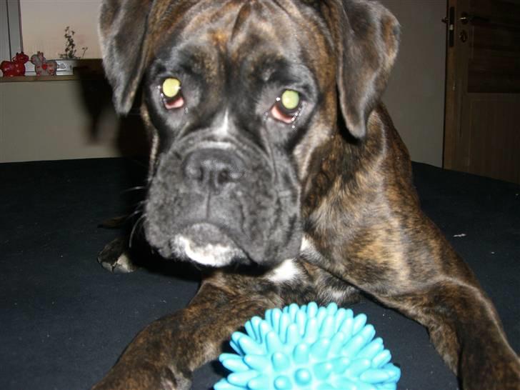 Boxer *Mila* (4/11-07-11/5-09) billede 6