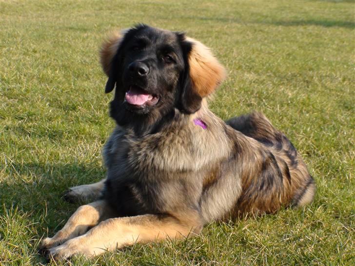 Leonberger Nahla  - 7 måneder billede 12