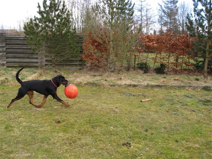 Rottweiler Kita billede 20