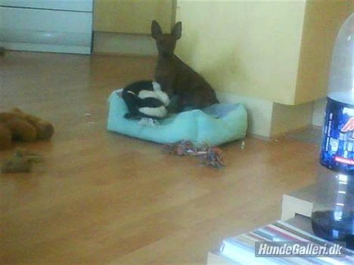 Dvaergpinscher Tango billede 14