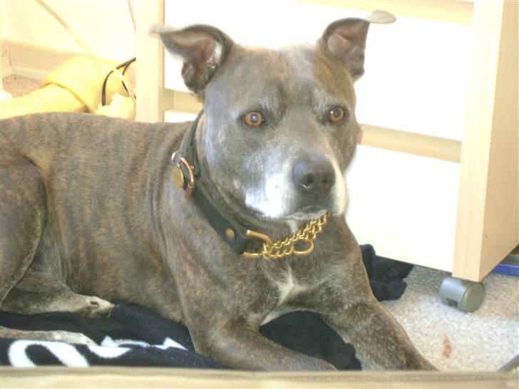 Staffordshire bull terrier R.I.P. Svip billede 1