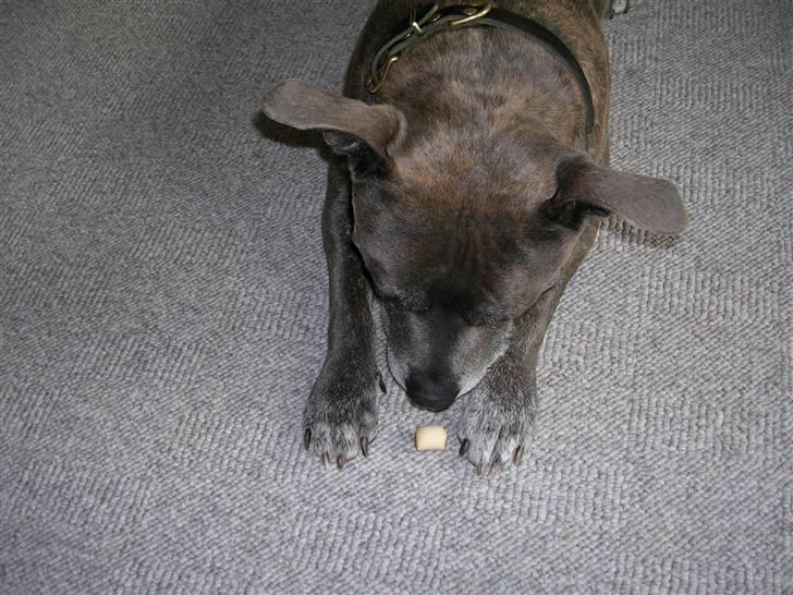 Staffordshire bull terrier R.I.P. Svip billede 2
