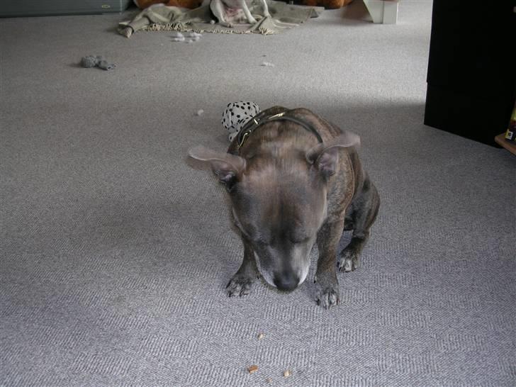 Staffordshire bull terrier R.I.P. Svip billede 3