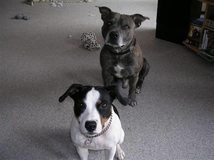 Staffordshire bull terrier R.I.P. Svip billede 4