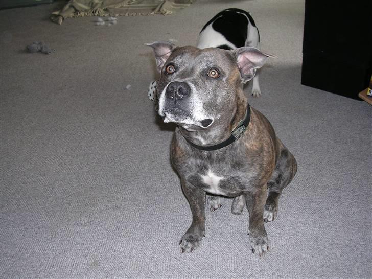 Staffordshire bull terrier R.I.P. Svip billede 5
