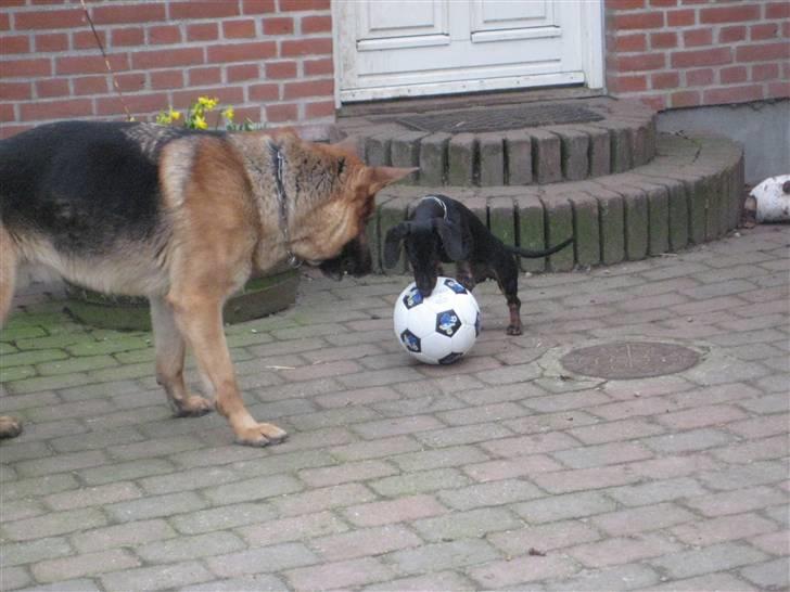 Gravhund Charlin billede 6