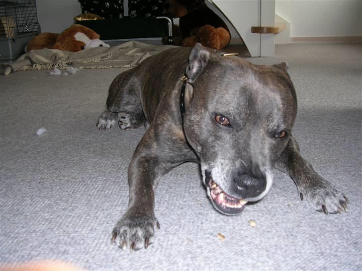 Staffordshire bull terrier R.I.P. Svip billede 6