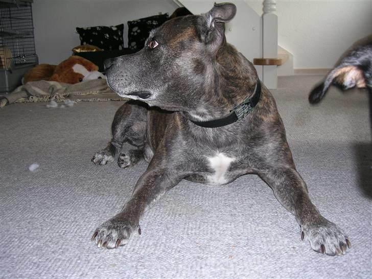 Staffordshire bull terrier R.I.P. Svip billede 7