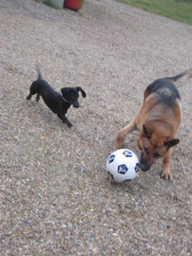 Gravhund Charlin billede 7