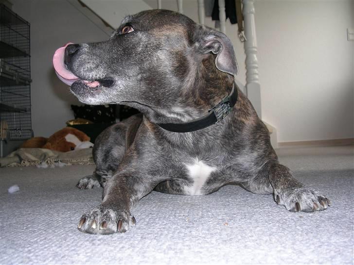 Staffordshire bull terrier R.I.P. Svip billede 9