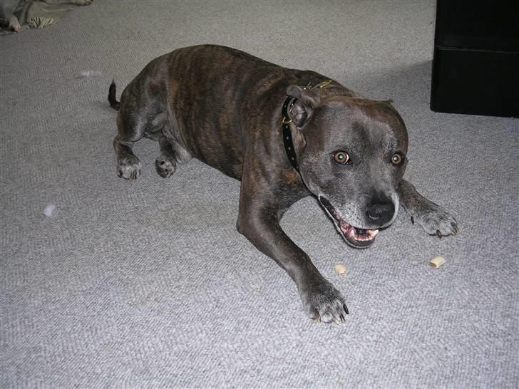Staffordshire bull terrier R.I.P. Svip billede 10