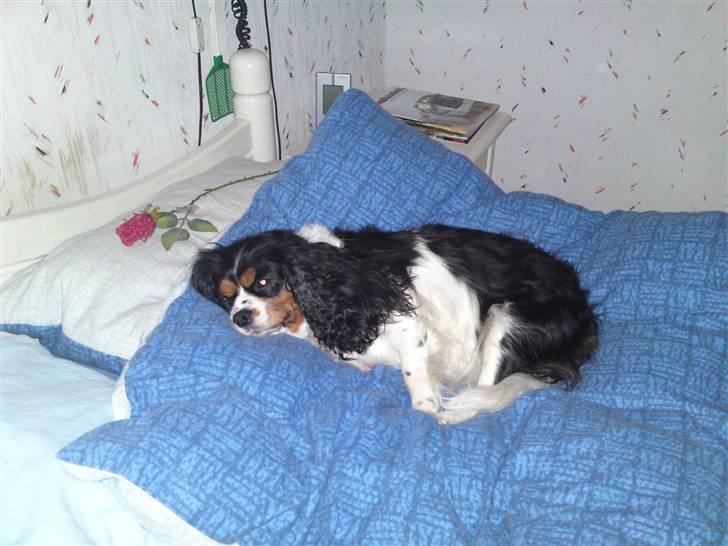 Cavalier king charles spaniel Freja billede 10