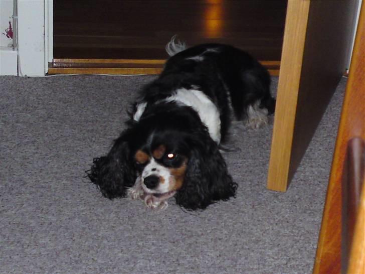 Cavalier king charles spaniel Freja billede 11