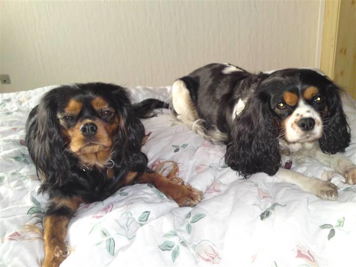 Cavalier king charles spaniel Freja billede 12