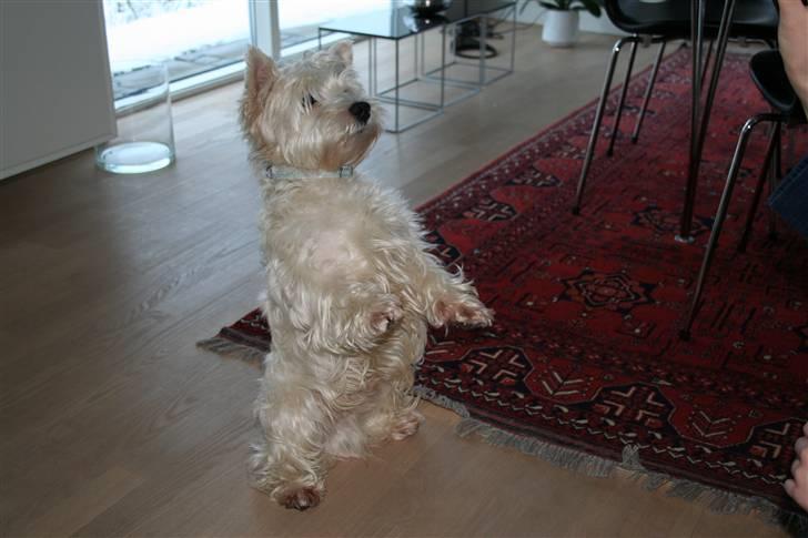 West highland white terrier Julius R.I.P. ); SAVNET! - er jeg ikke dygtig ;D billede 8