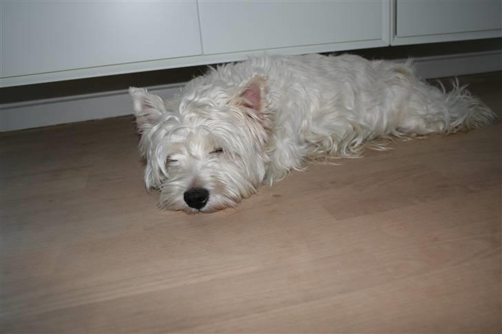 West highland white terrier Julius R.I.P. ); SAVNET! - han er lidt træt  billede 9