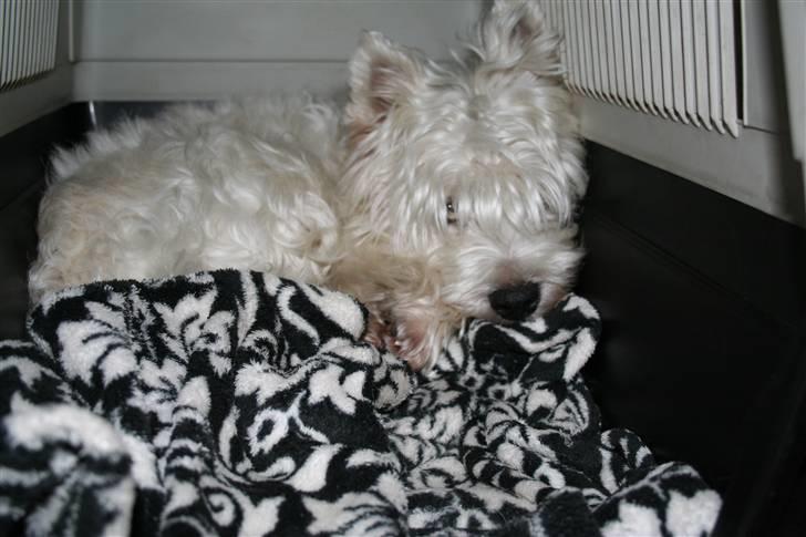 West highland white terrier Julius R.I.P. ); SAVNET! - inde i hans transport kasse ;O) billede 10
