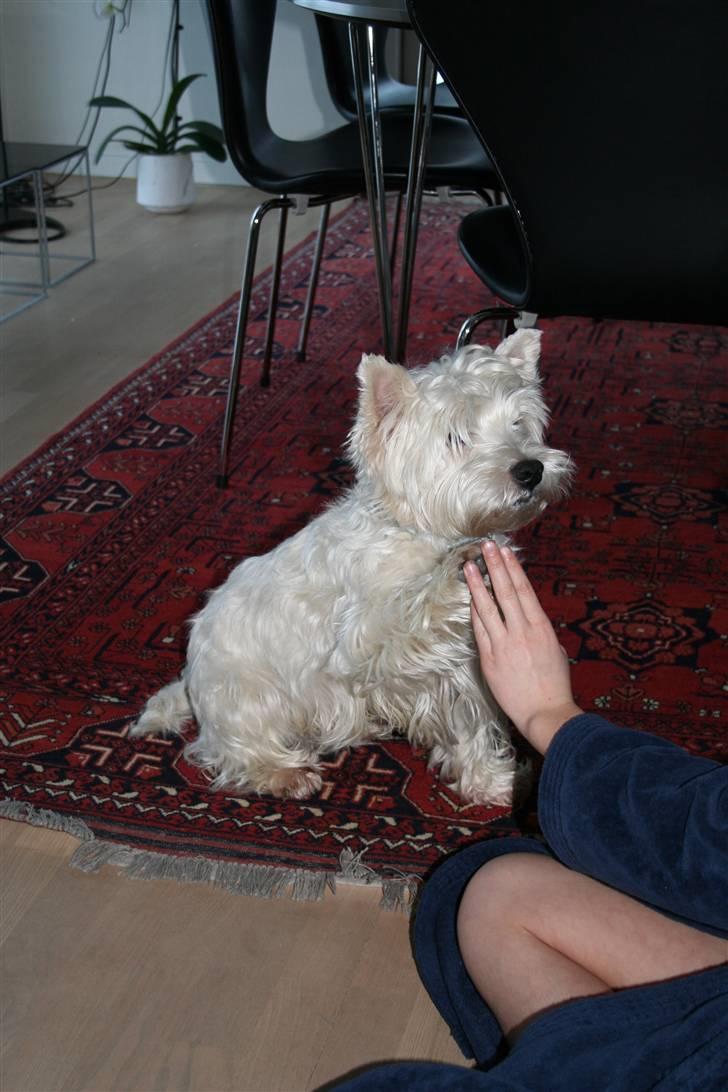 West highland white terrier Julius R.I.P. ); SAVNET! -  jeg kan også give me 5 ;D billede 11