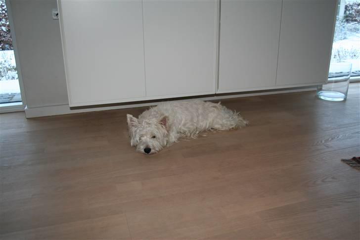 West highland white terrier Julius R.I.P. ); SAVNET! - jeg er lidt træt :) billede 12