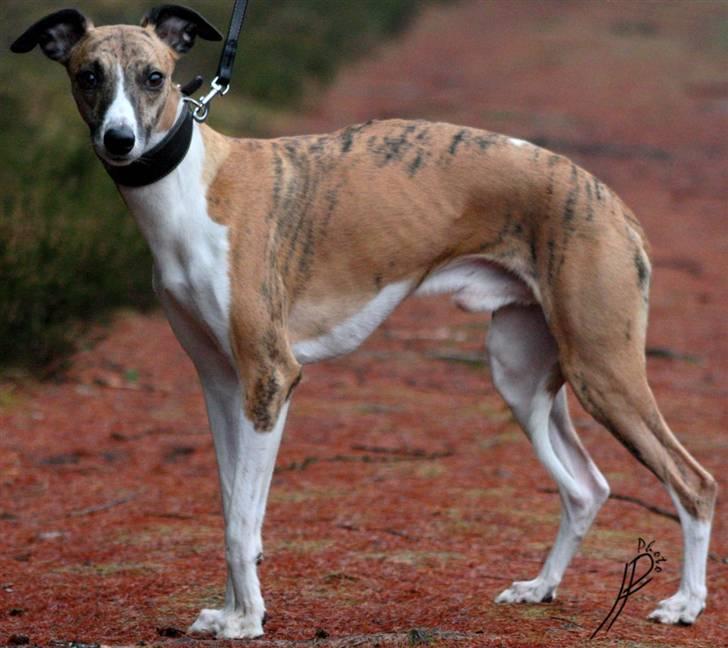 Whippet Airescot Baffinbay Bobbie billede 7