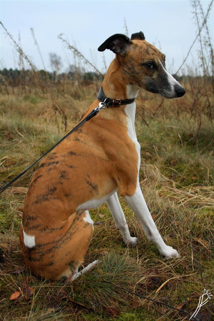 Whippet Airescot Baffinbay Bobbie billede 8