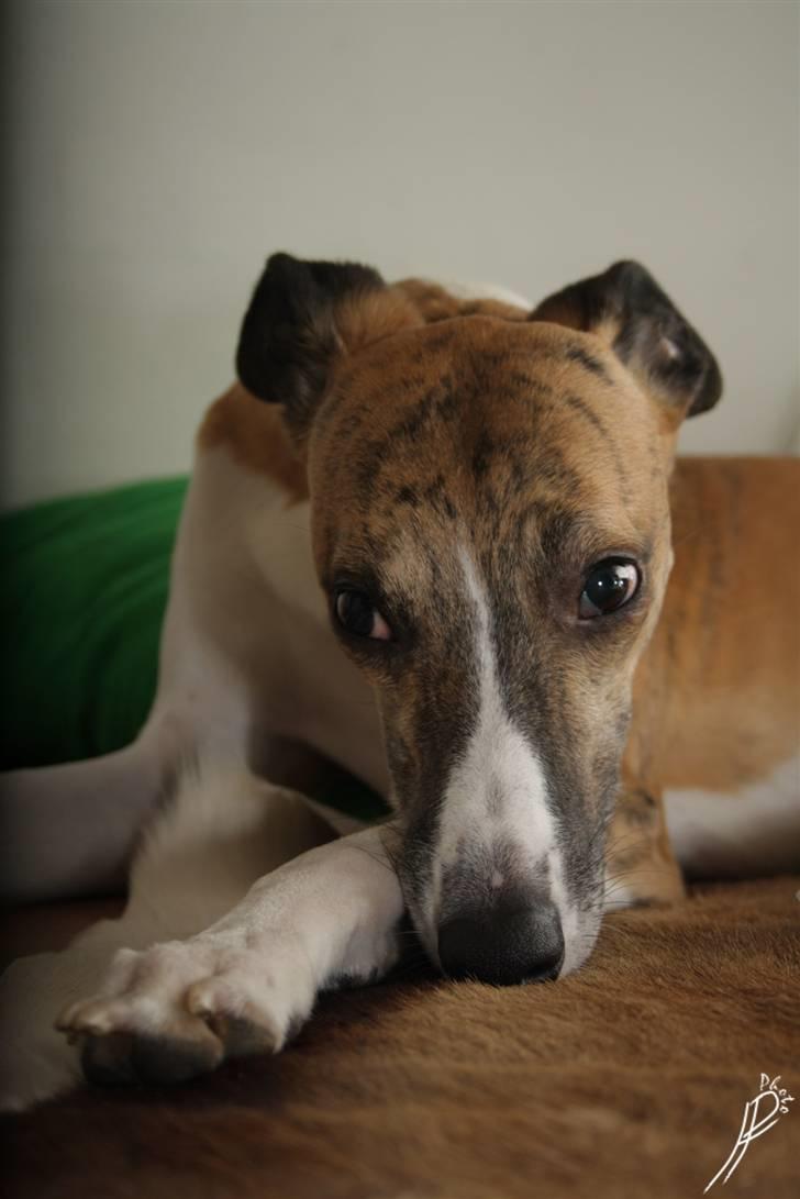 Whippet Airescot Baffinbay Bobbie billede 10