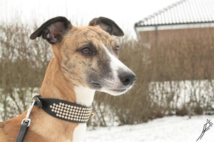 Whippet Airescot Baffinbay Bobbie billede 11