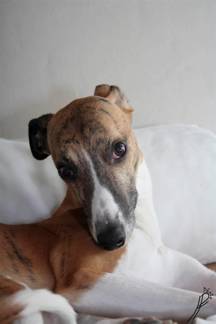 Whippet Airescot Baffinbay Bobbie billede 12