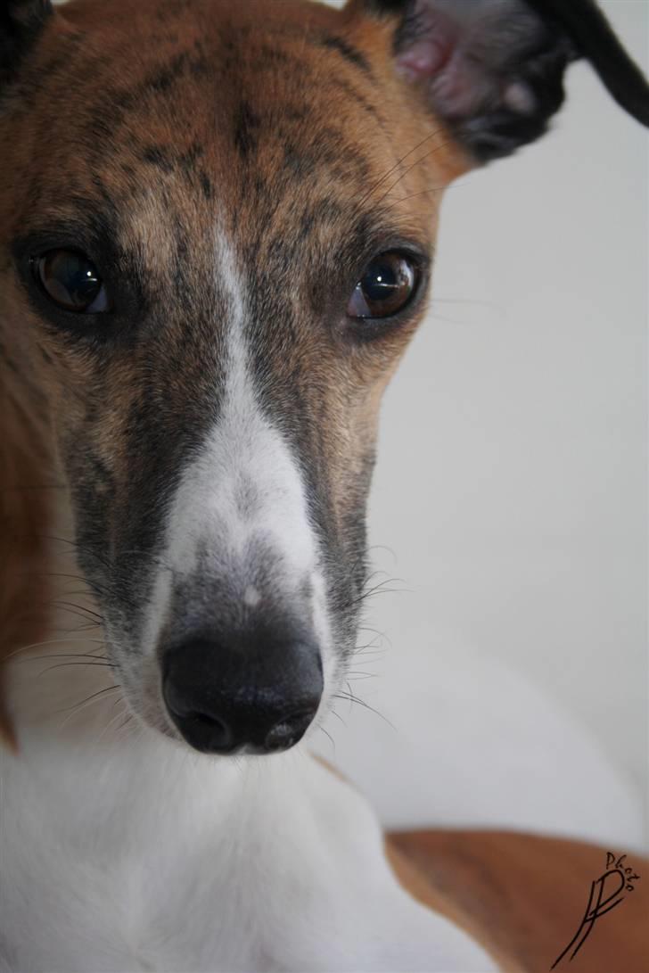 Whippet Airescot Baffinbay Bobbie billede 13