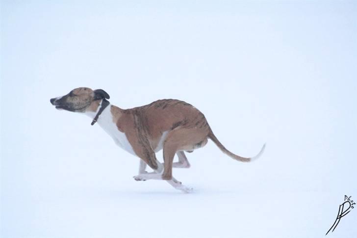 Whippet Airescot Baffinbay Bobbie - En skøn løbetur i sneen xD billede 14