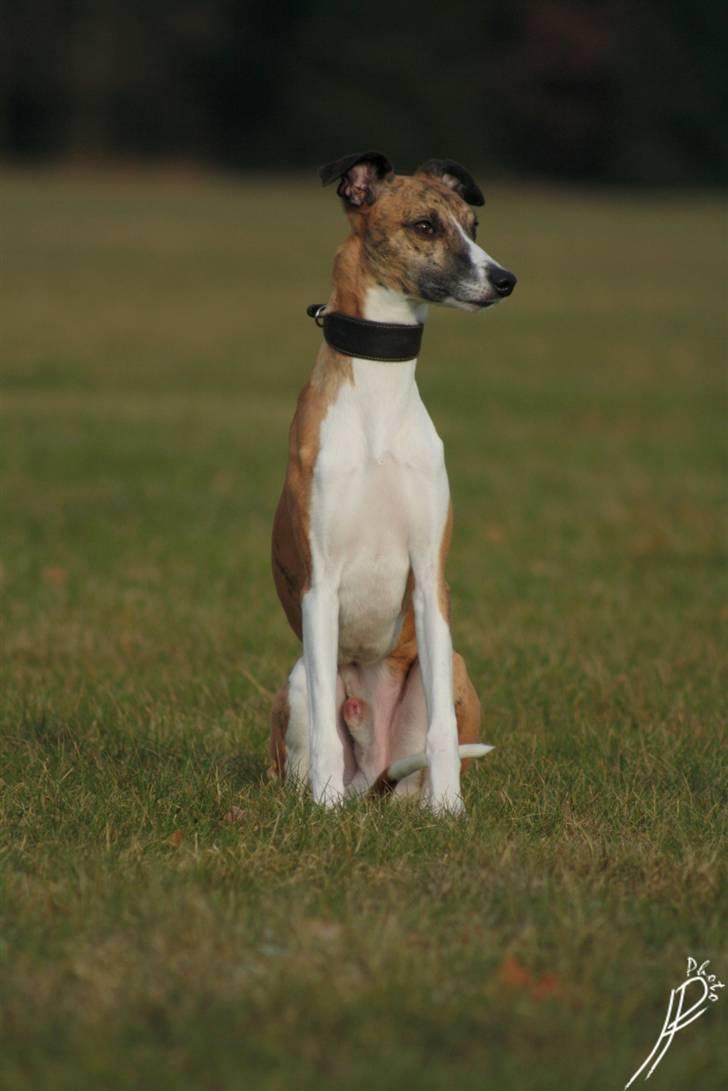 Whippet Airescot Baffinbay Bobbie billede 15
