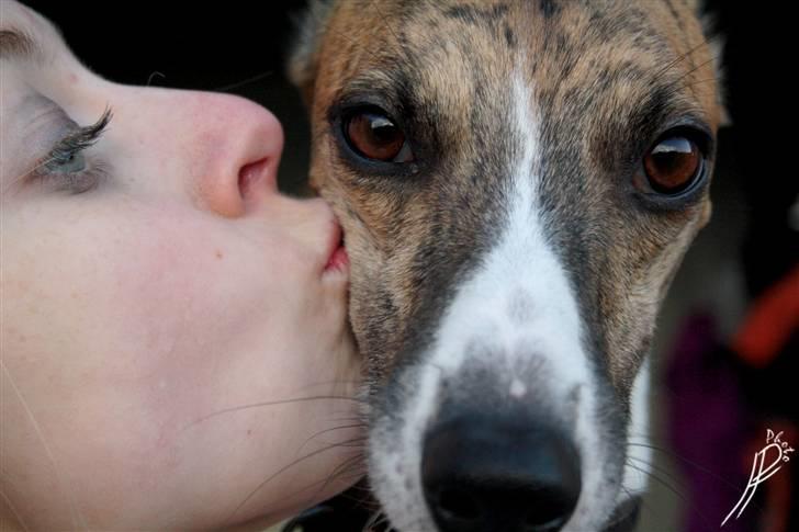 Whippet Airescot Baffinbay Bobbie billede 16