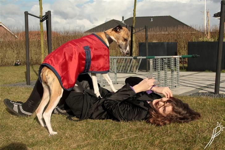 Whippet Airescot Baffinbay Bobbie - HAHA! Jeg stærkest! billede 17