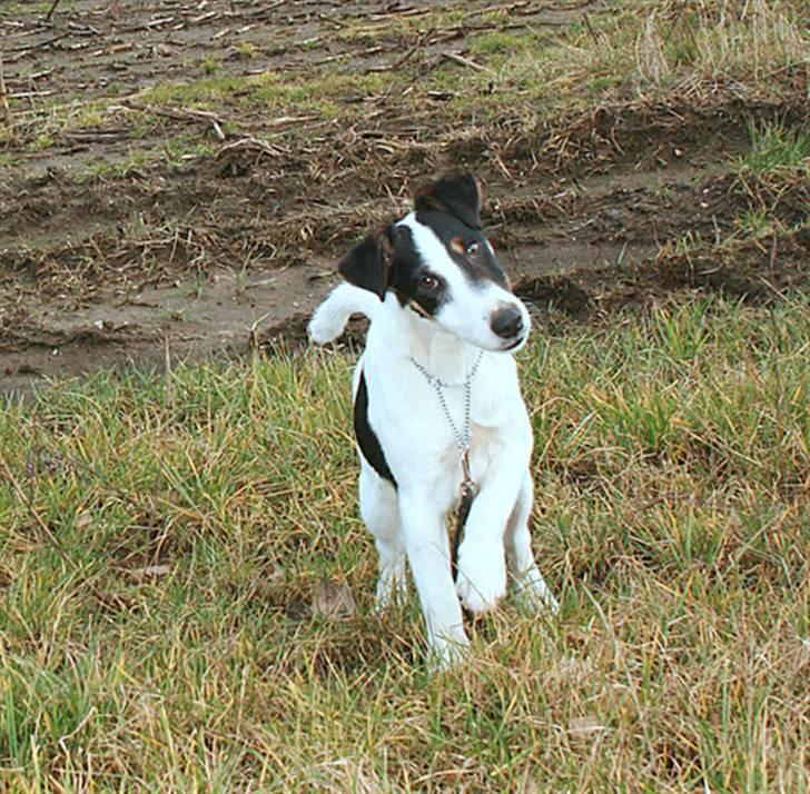 Glathåret foxterrier Egelykke ZORRO billede 12