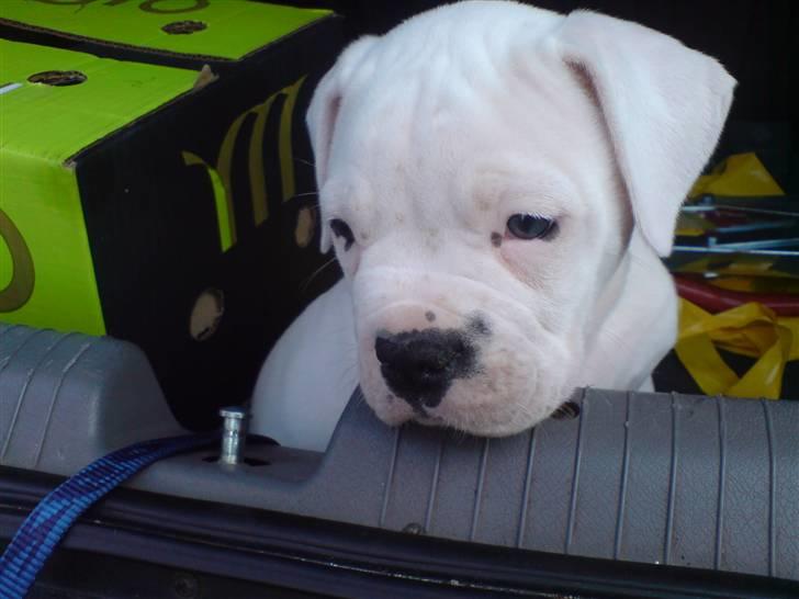 Amerikansk bulldog Tyson - jeg fryser :) billede 1