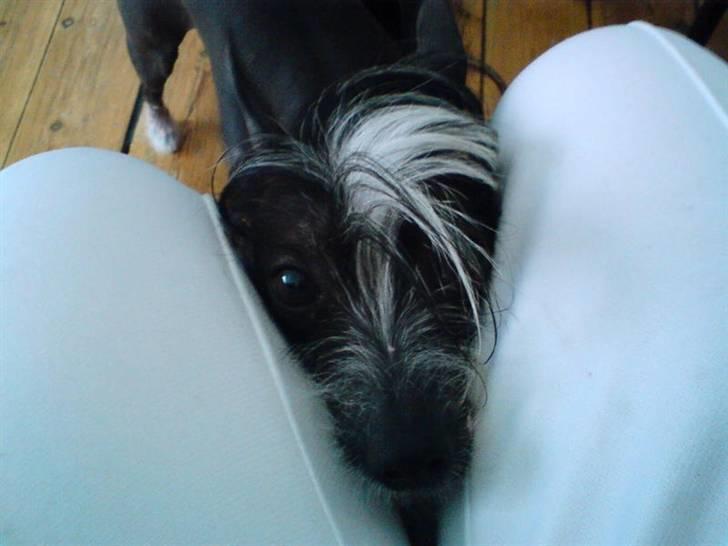 Xoloitzcuintle Gizmo - lige melem benern xD  billede 1