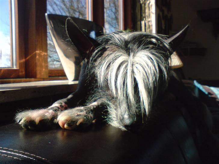 Xoloitzcuintle Gizmo - arghhh , ligger vi lige her i den varme sol  :) billede 2