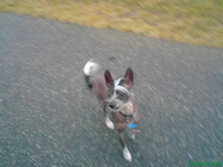 Xoloitzcuintle Gizmo - løøb gisser løøb  :D  billede 3