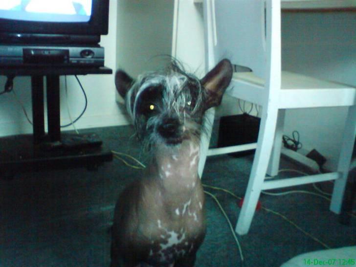 Xoloitzcuintle Gizmo - så posere vi da lige  :D billede 4