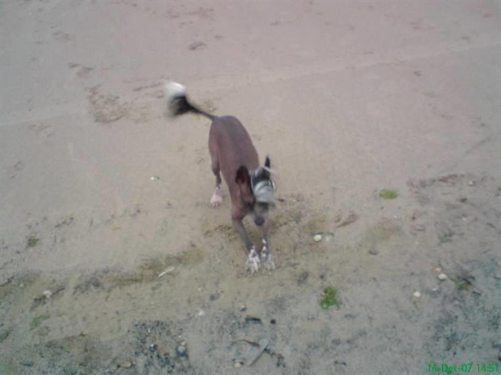 Xoloitzcuintle Gizmo - årg strække sig :-) <3  billede 5