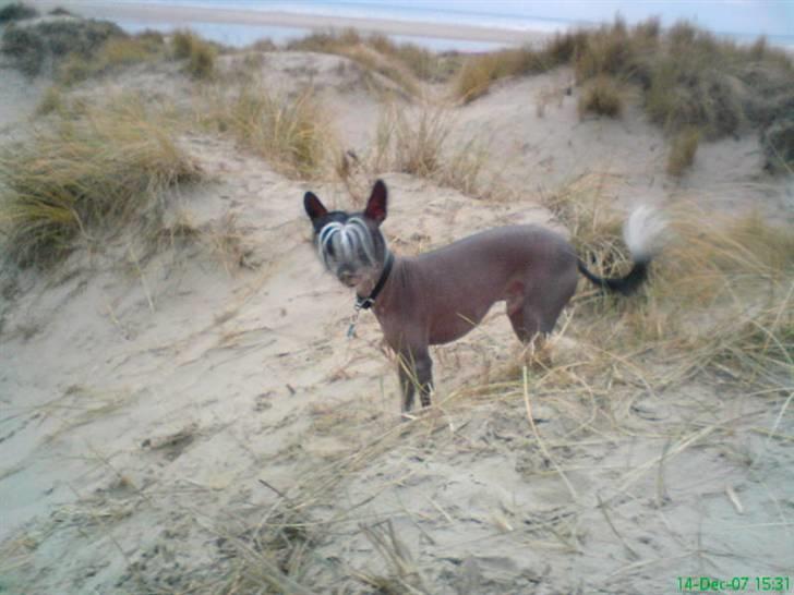 Xoloitzcuintle Gizmo - i klitterne på stranden  :) billede 6