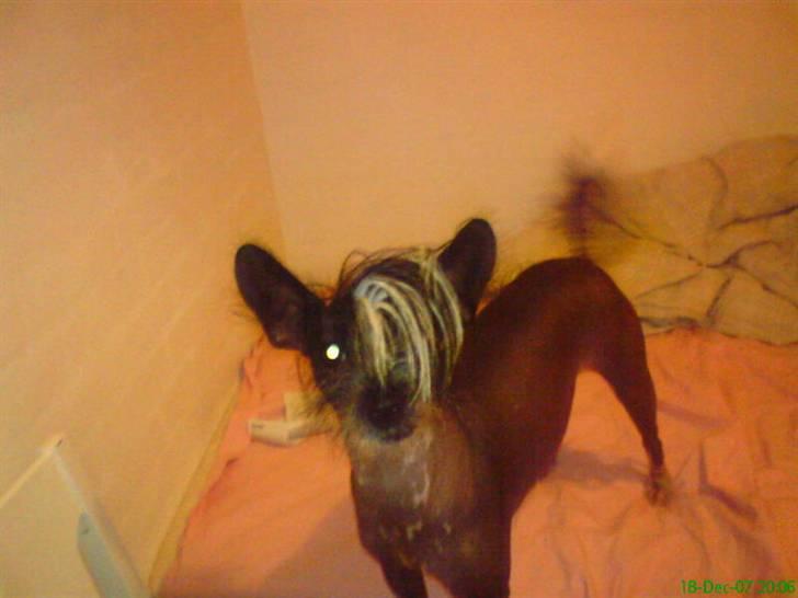 Xoloitzcuintle Gizmo - se  hvor nusser vi er da :P  billede 7