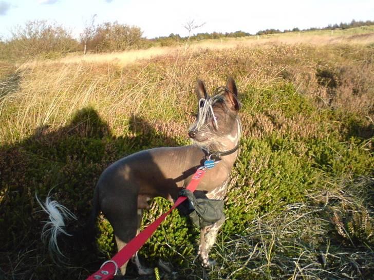 Xoloitzcuintle Gizmo - i skoven :) billede 8