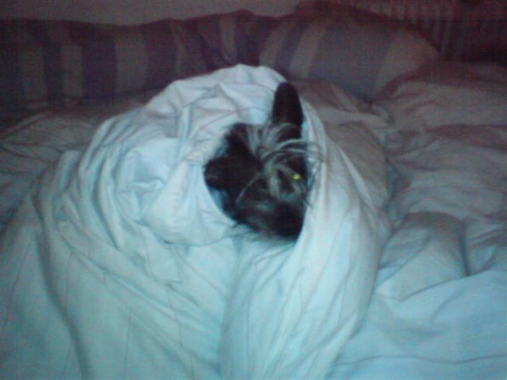 Xoloitzcuintle Gizmo - haha xb , med tørklæde :D billede 9