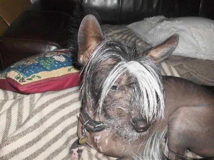 Xoloitzcuintle Gizmo - sofa ? :) billede 10